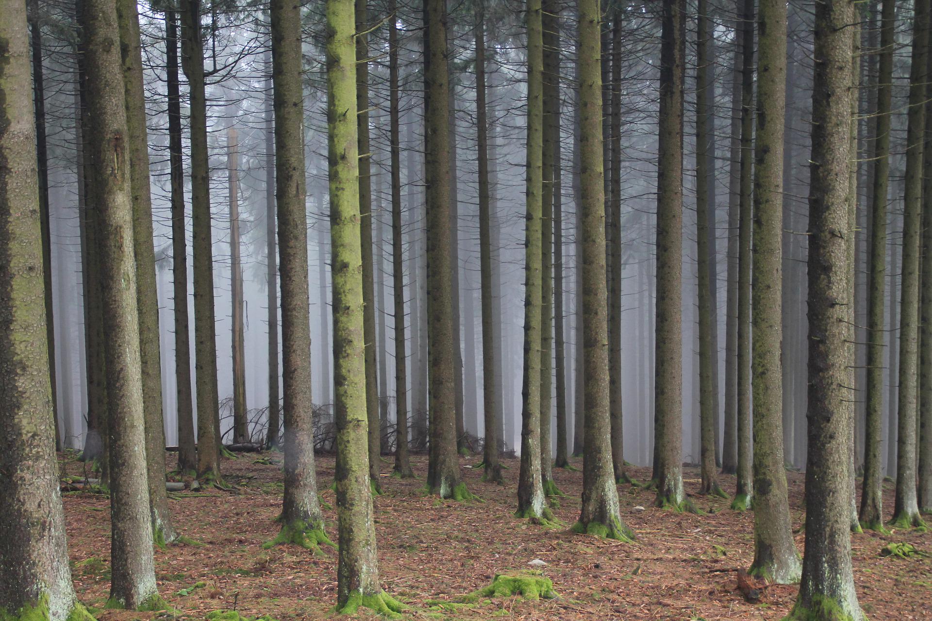 Bäume pflanzen, Baumpflanzung, Monokultur